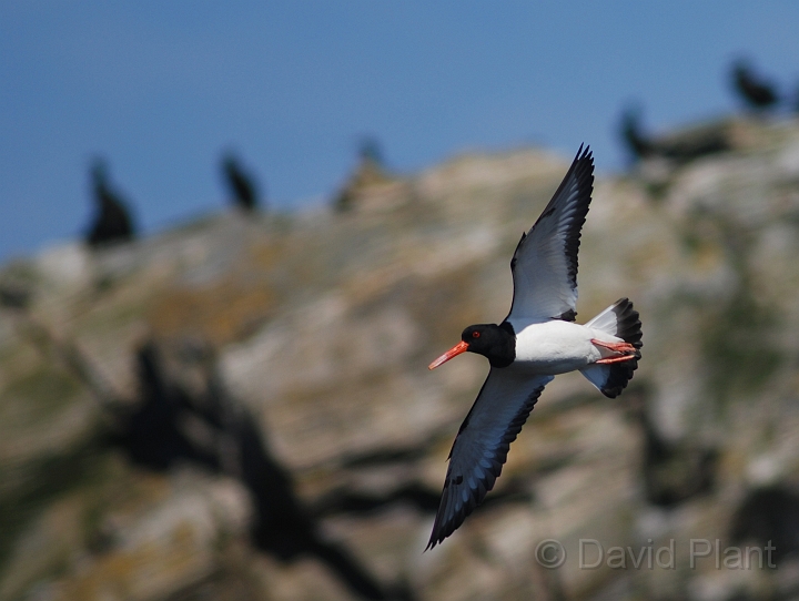Oystercatcher flying -  A.JPG - Oystercatcher in flight - Shetland Islands